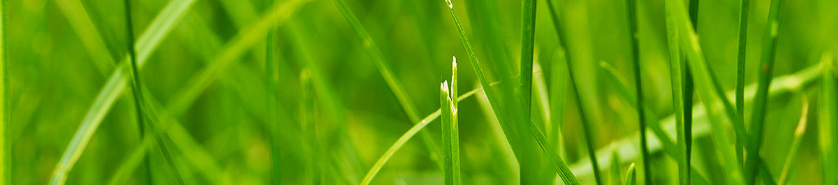 免费下载不要钱的短信轰炸机网页版